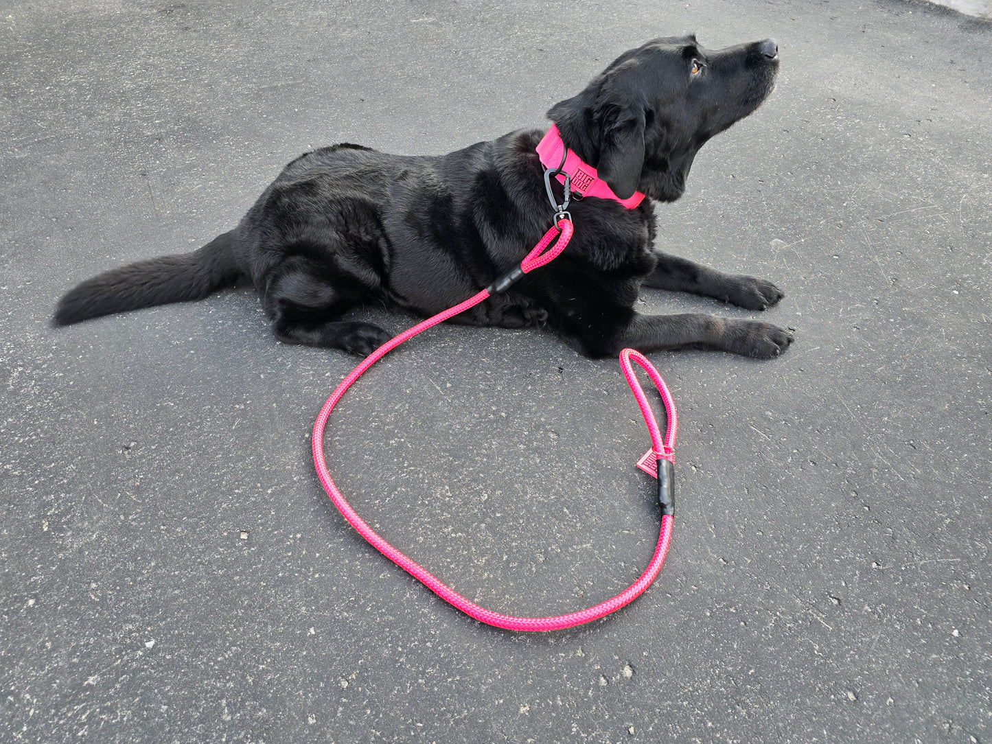 Ruff Rope 5' Leash - Pink
