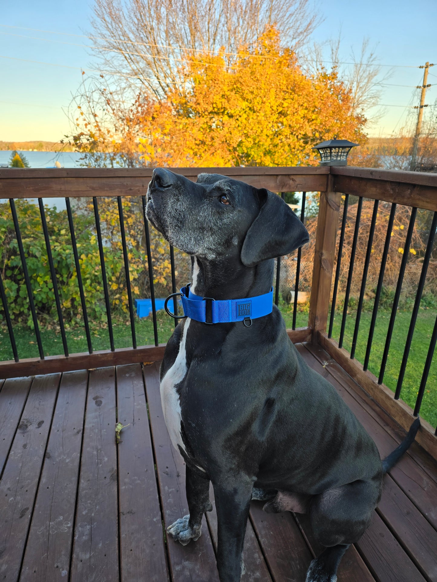 blue 2 inch heavy duty martingale style dog collar with black hardware with The Big Dog Collar logo. Great Dane, nylon, steel d-ring