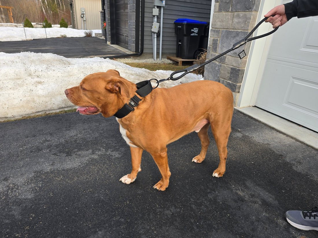 What’s the Ideal Leash Length for Different Dog Breeds and Activities?