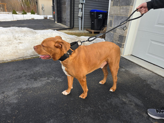 What’s the Ideal Leash Length for Different Dog Breeds and Activities?