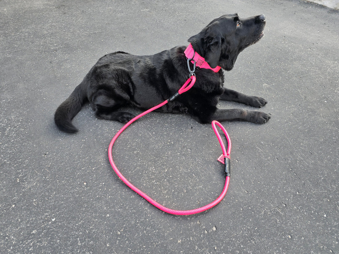 How to Choose the Best Dog Leash for Your Pet’s Needs?