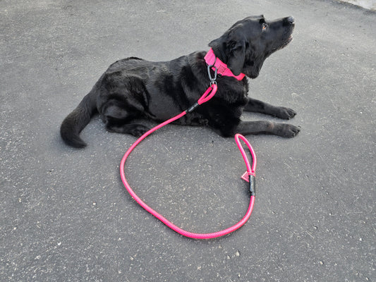 How to Choose the Best Dog Leash for Your Pet’s Needs?