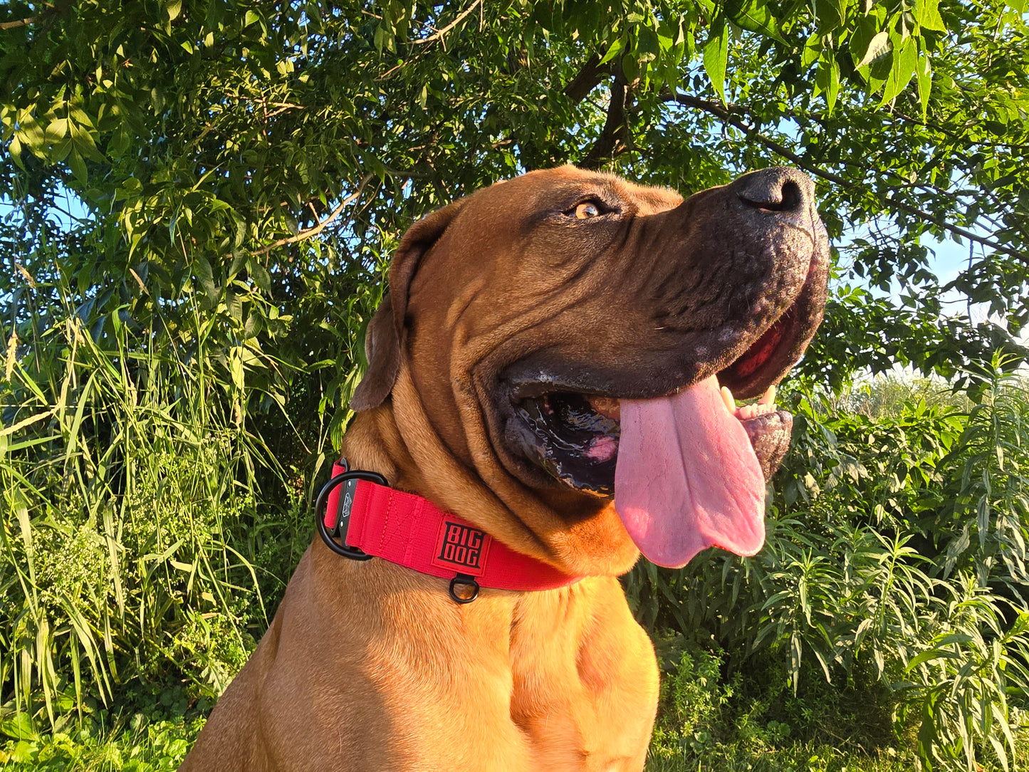 2" Big Dog Collar - Red