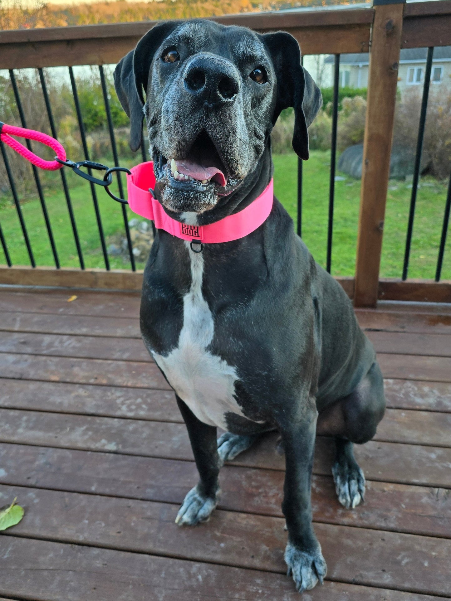 2" Martingale Collar - Pink