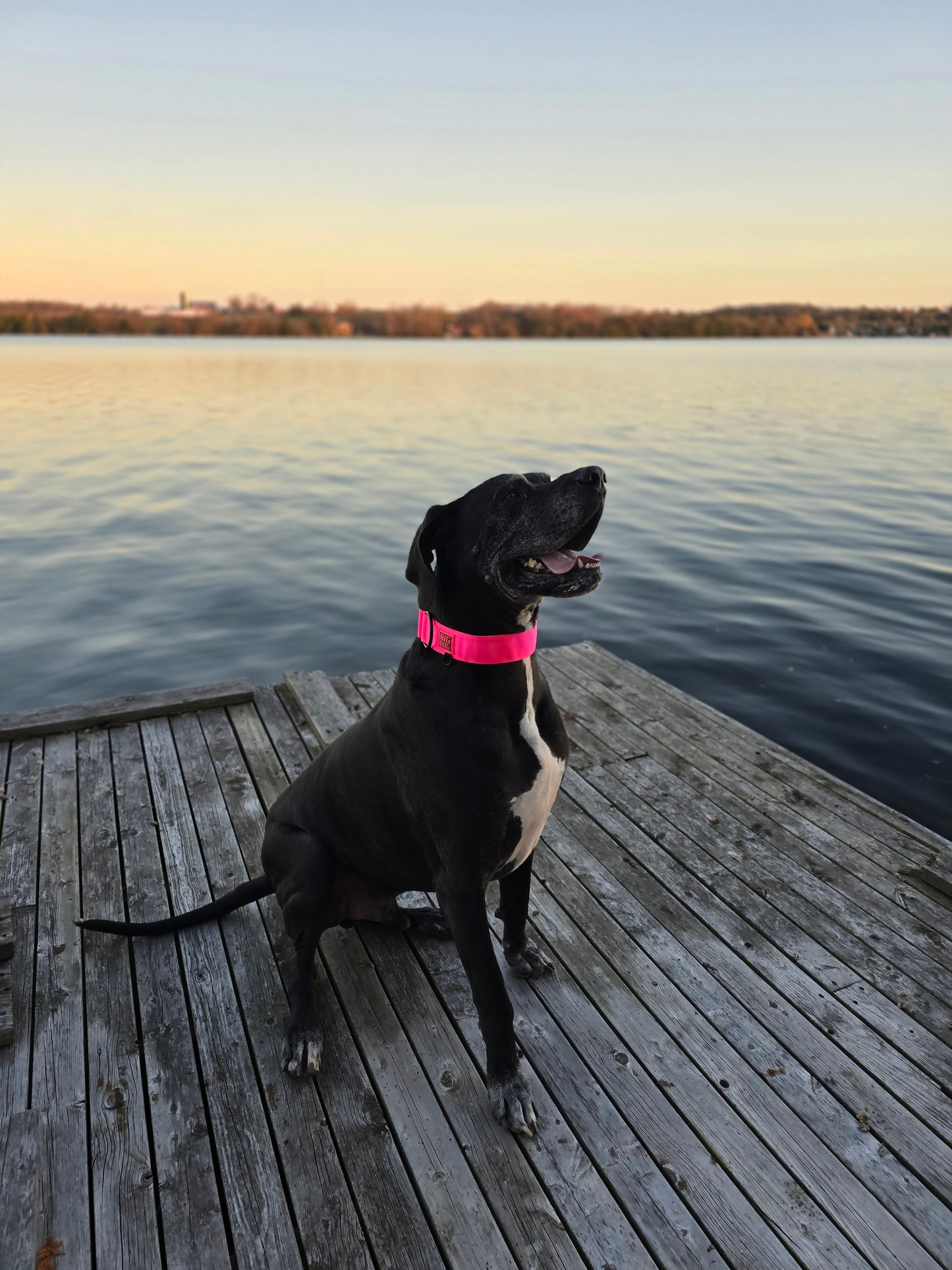 2" Big Dog Collar - Pink