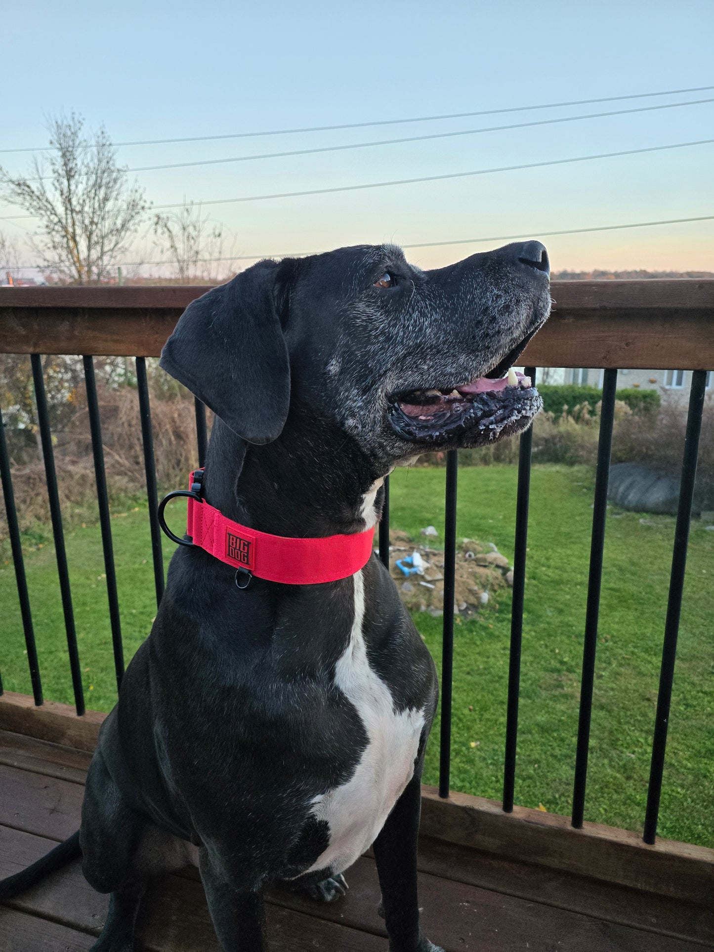 2" Big Dog Collar - Red