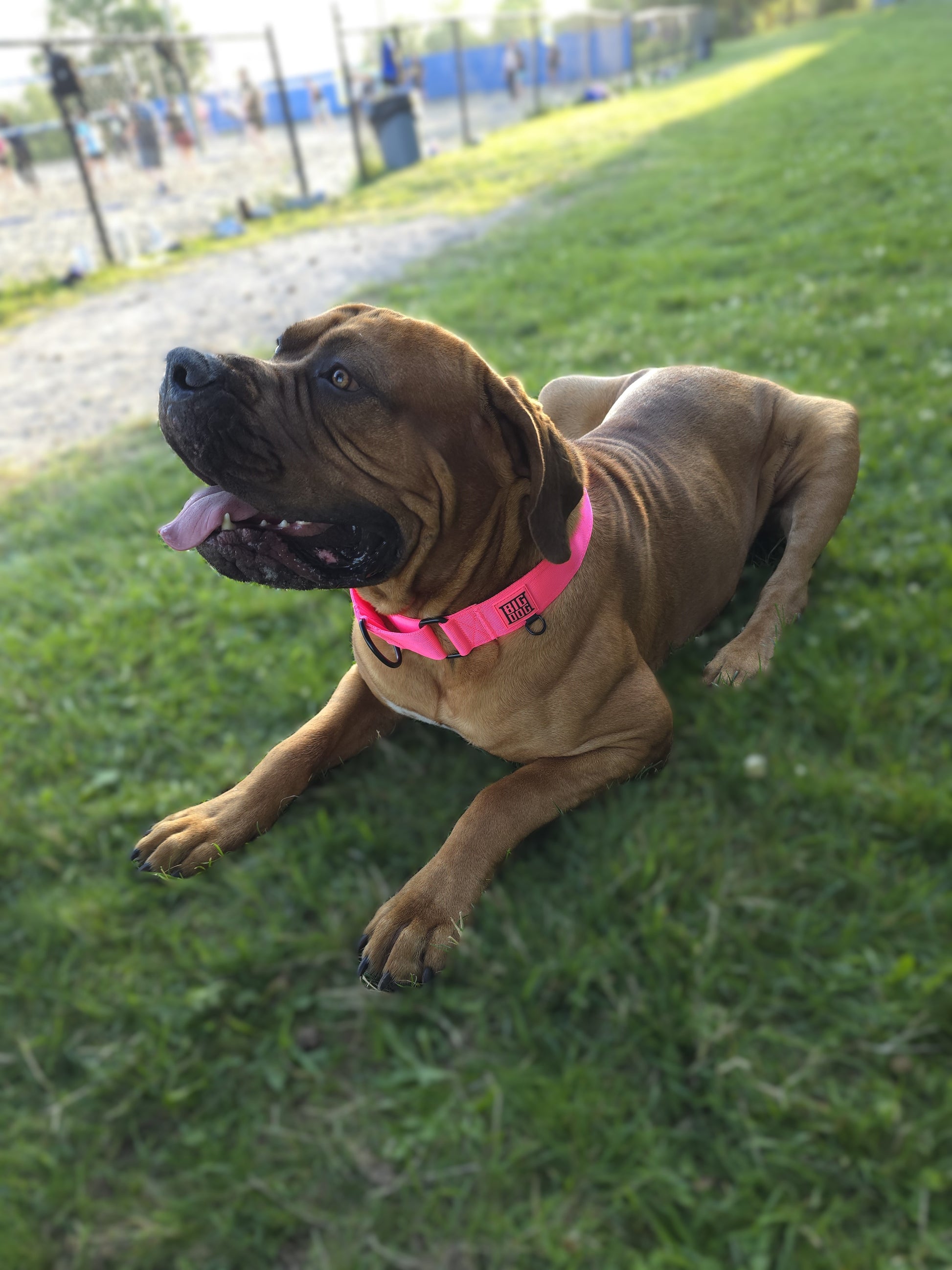 Pink 2 inch heavy duty martingale style dog collar with black hardware with The Big Dog Collar logo. English mastiff. Nylon, steel d-ring.