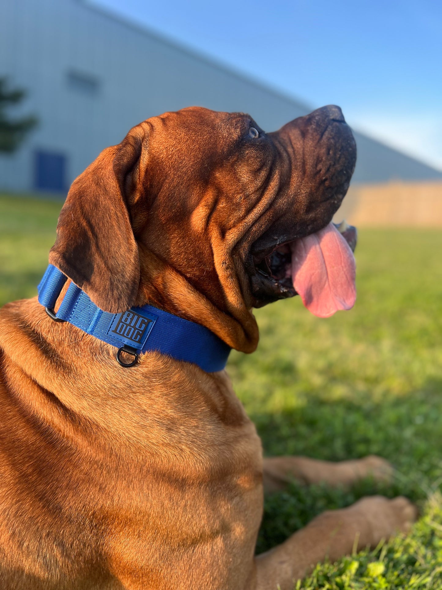 blue 2 inch heavy duty martingale style dog collar with black hardware with The Big Dog Collar logo. English Mastiff, nylon steel d-ring.