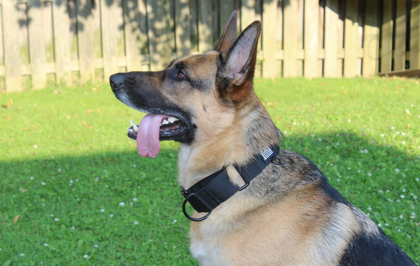 Black 2 inch heavy duty martingale style dog collar with black hardware with The Big Dog Collar logo. German Sheppard, nylon, steel d-ring.