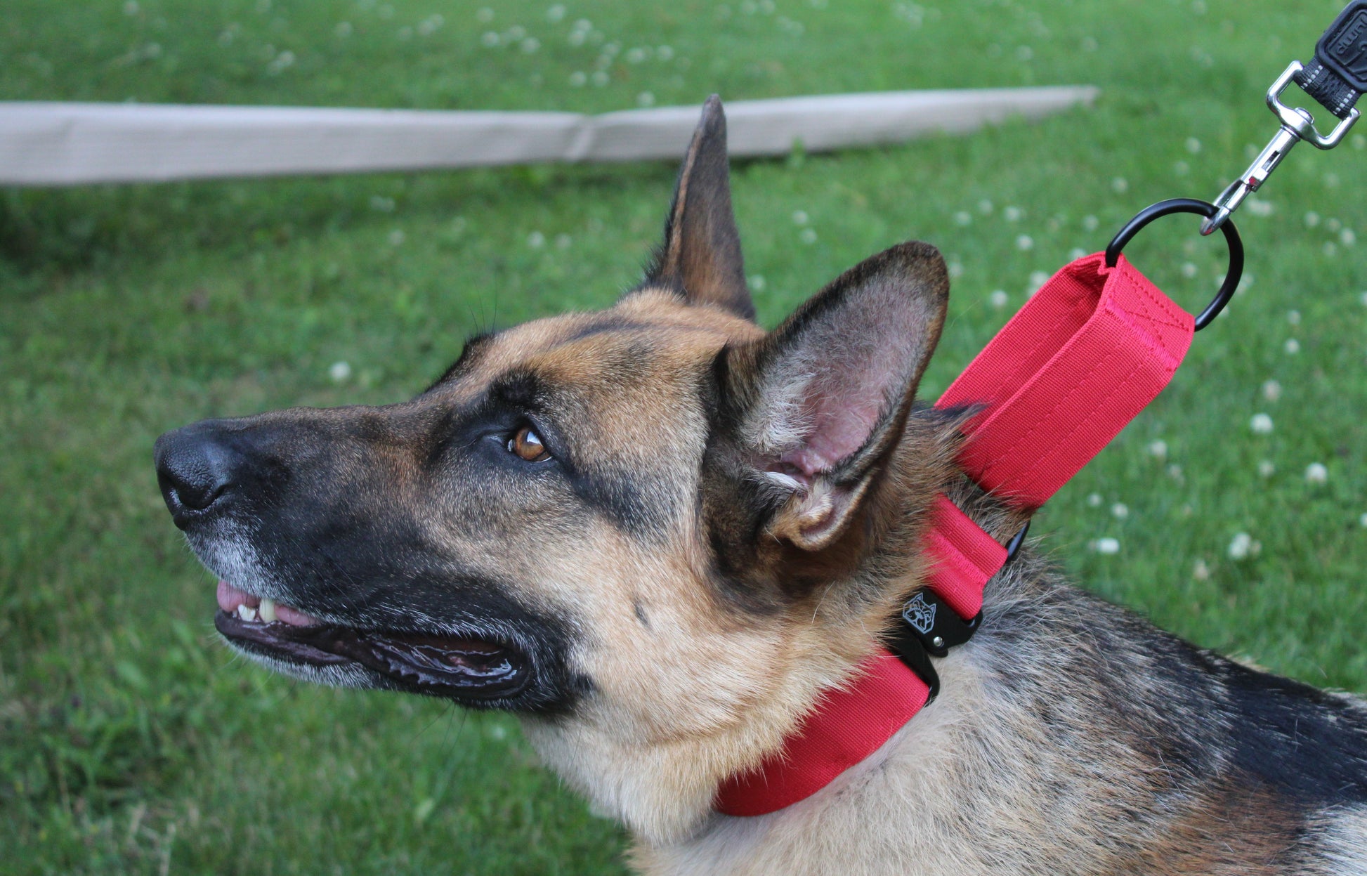 Red 2 inch heavy duty martingale style dog collar with black hardware with The Big Dog Collar logo. German Sheppard, nylon steel d-ring