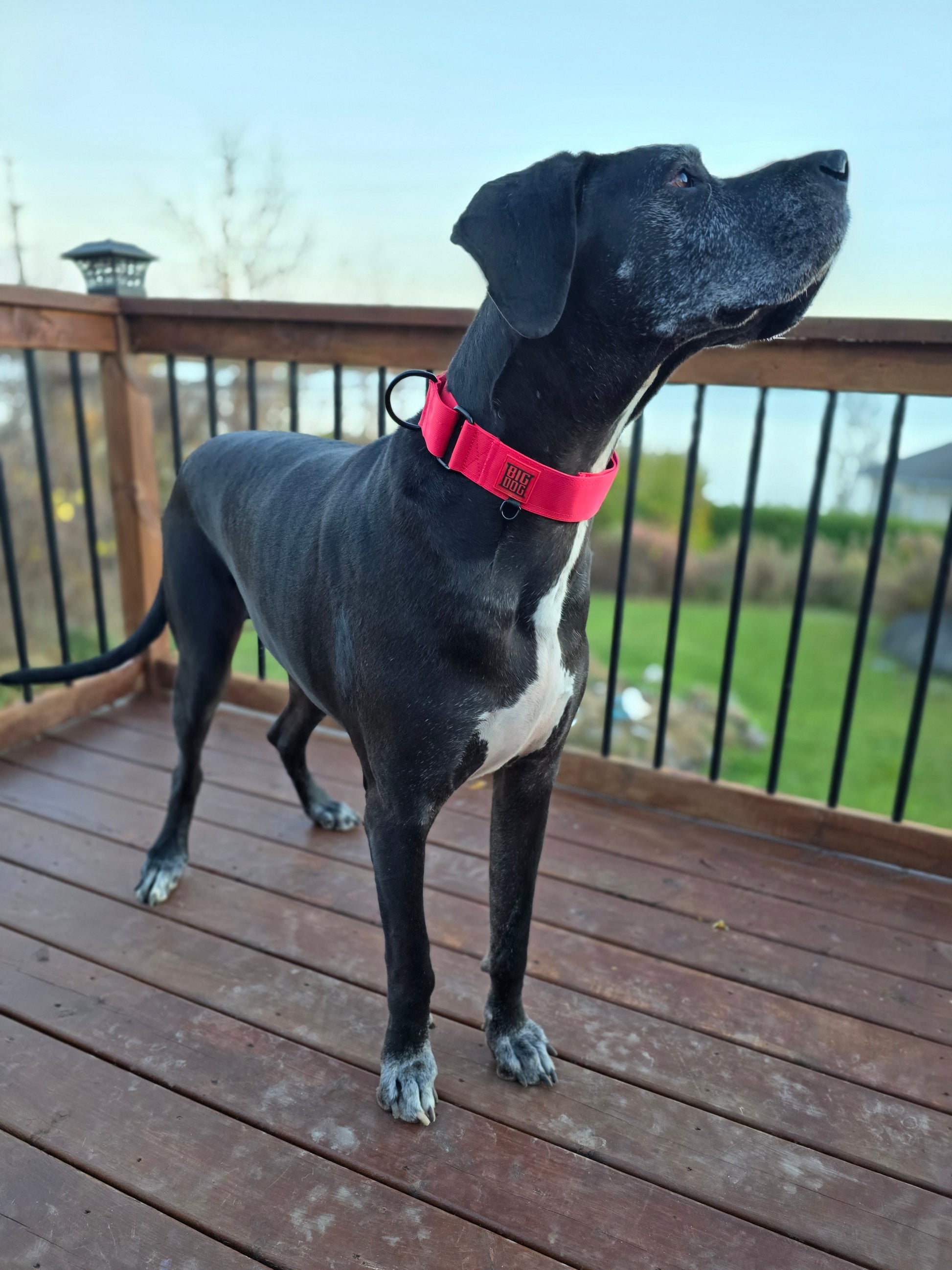 Red 2 inch heavy duty martingale style dog collar with black hardware with The Big Dog Collar logo. Great Dane, nylon steel d-ring