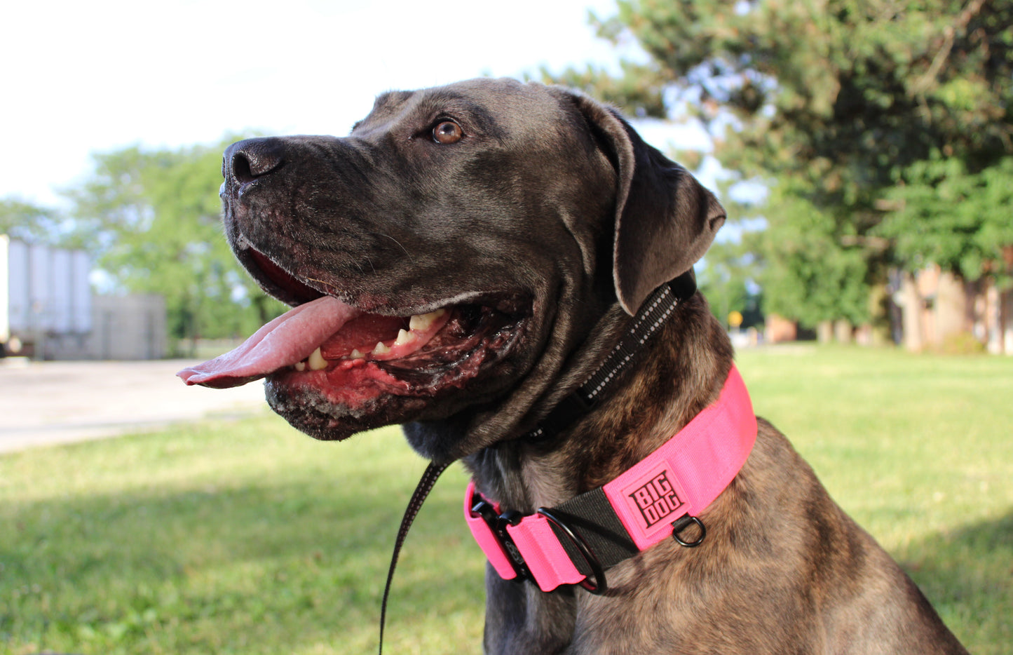 2" Big Dog Collar - Pink