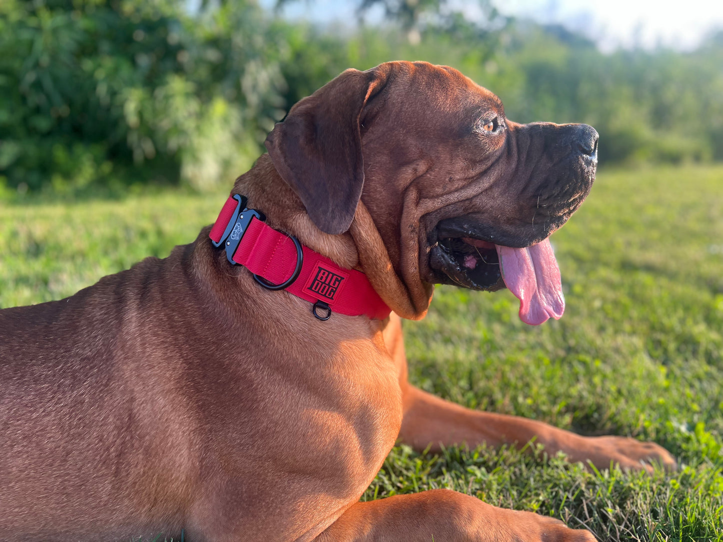 2" Big Dog Collar - Red