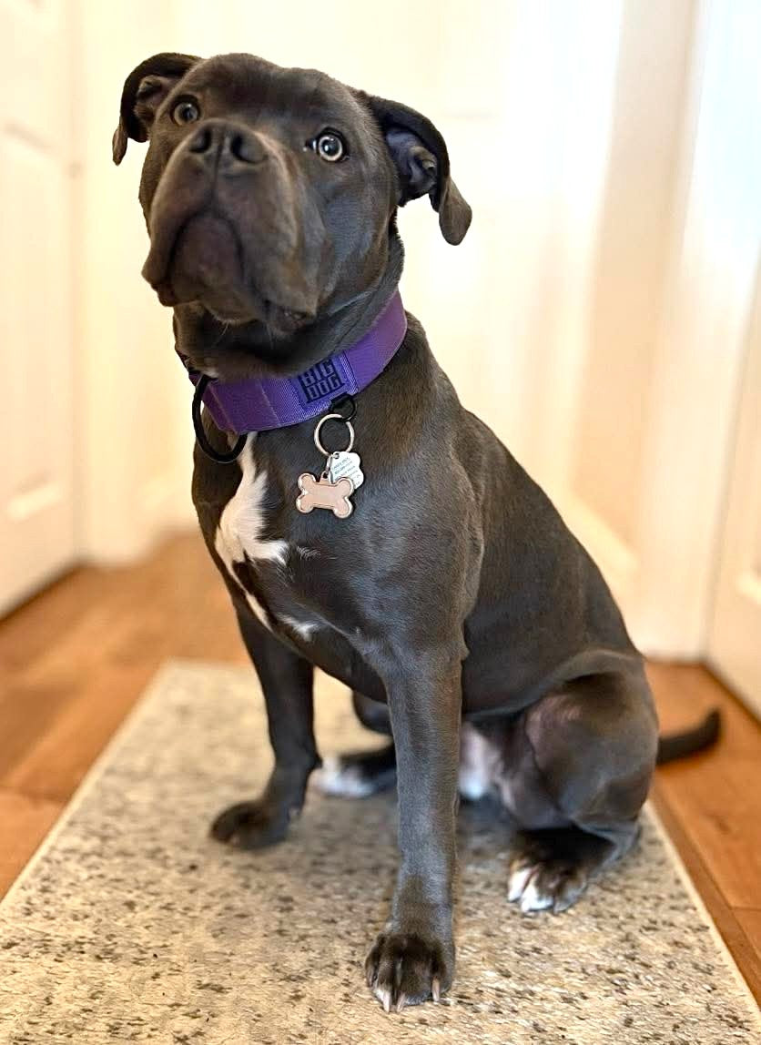 American Bully/Cane Corso Mix Dog wearing a purple collar with a tag on a carpeted floor.