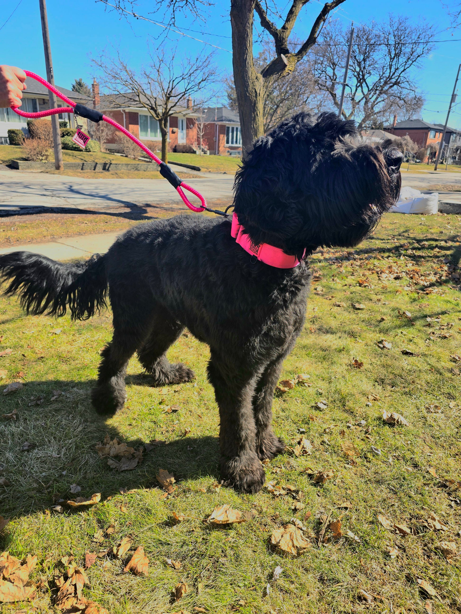 Pink 2 inch heavy duty martingale style dog collar with black hardware with The Big Dog Collar logo. Attached is the Ruff Rope 2.5 foot leash with steel more. On a large black dog that is a poodle mix.