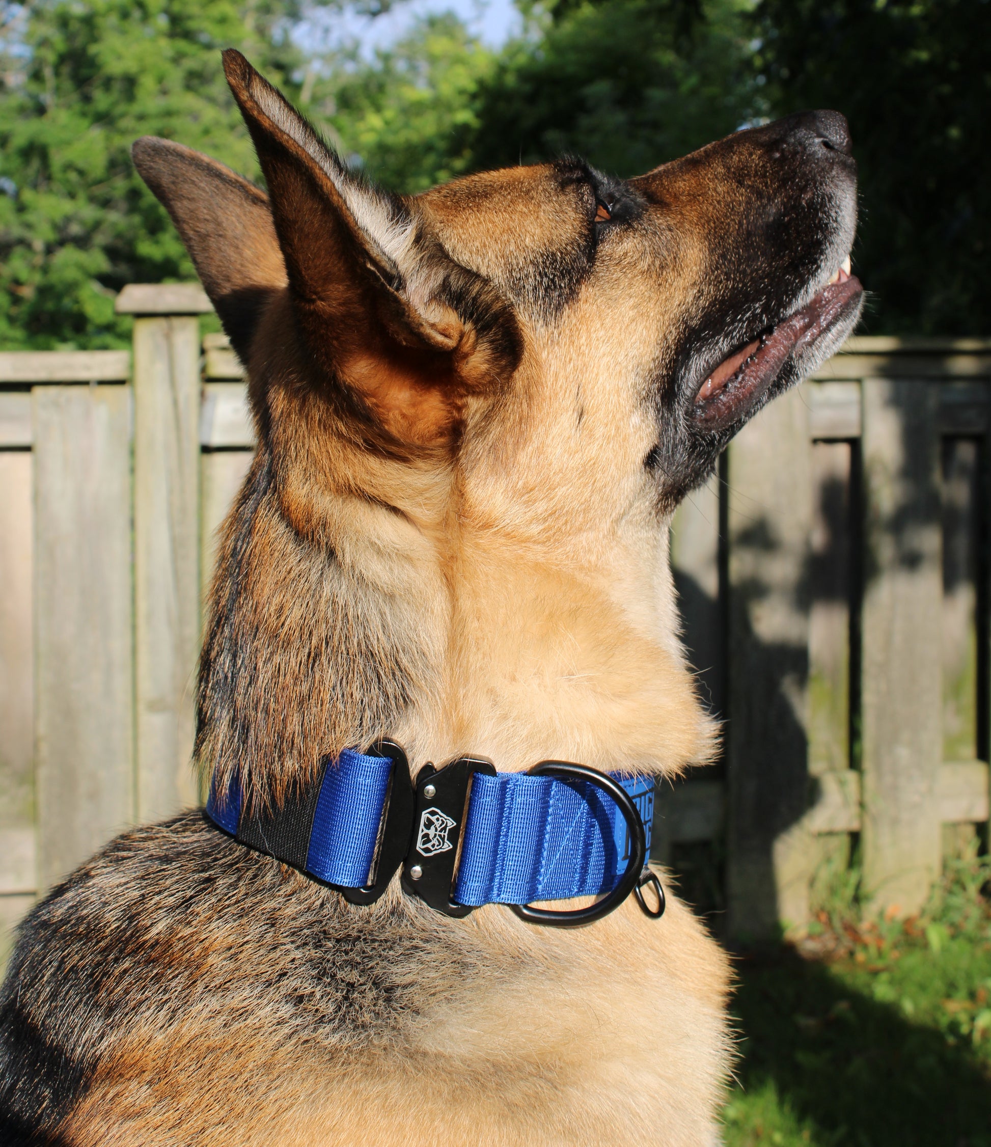 Blue 2 inch heavy duty dog collar with black hardware with The Big Dog Collar logo. German Sheppard, nylon, steel d0ring