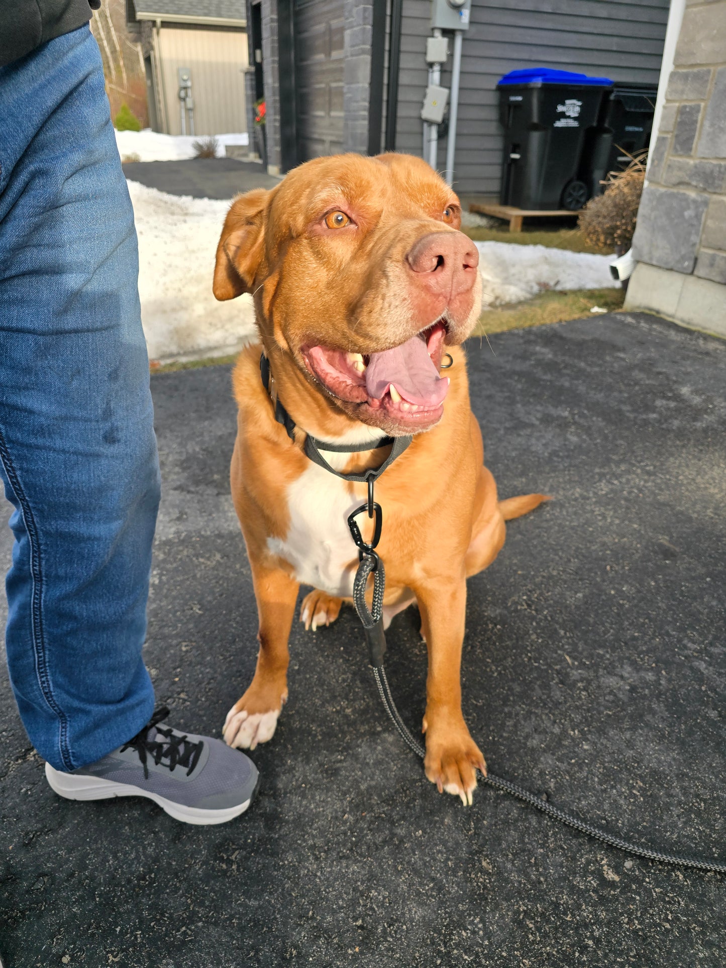 French mastiff + bulldog mix, black 2 inch heavy duty martingale style dog collar with black hardware with The Big Dog Collar logo. nylon, steel d-ring.